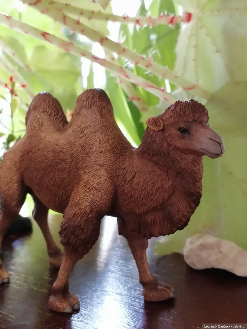 Верблюд в Лурении, или Жасмин и Кираз