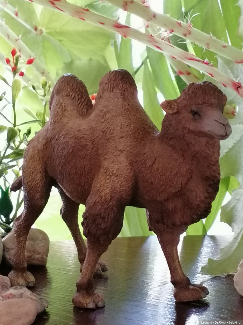 Верблюд в Лурении, или Жасмин и Кираз