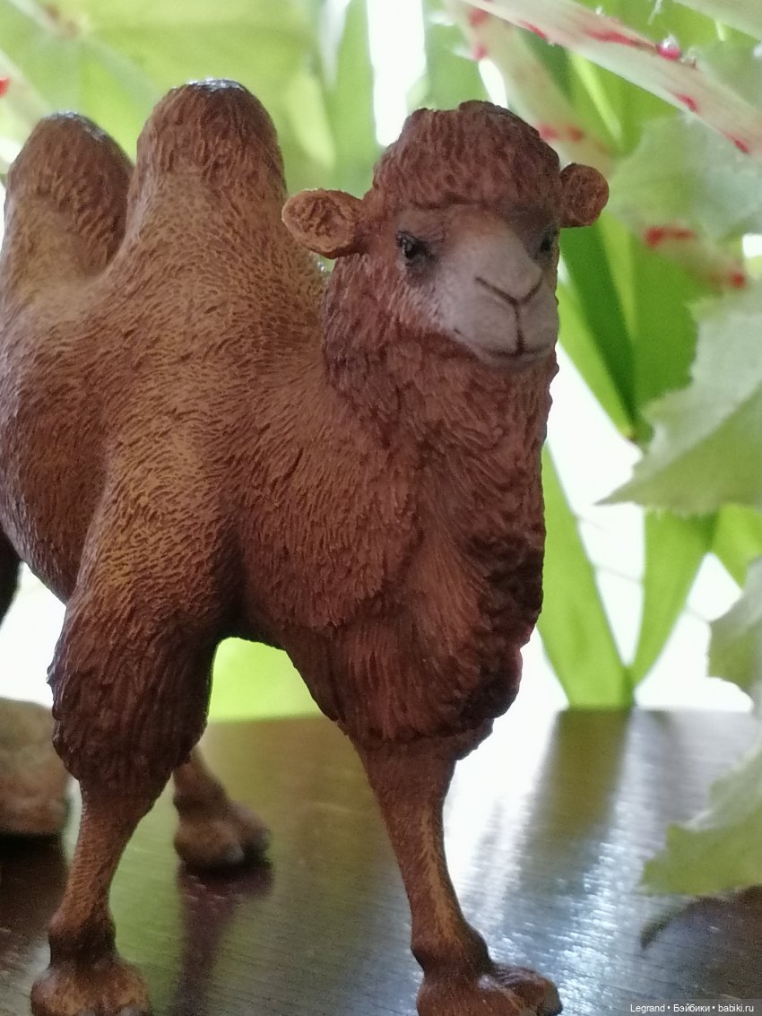 Верблюд в Лурении, или Жасмин и Кираз