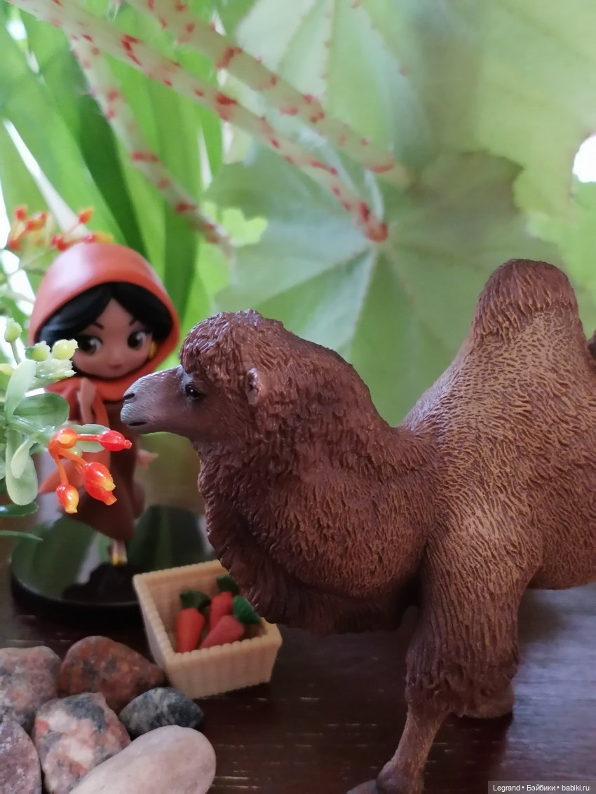 Верблюд в Лурении, или Жасмин и Кираз