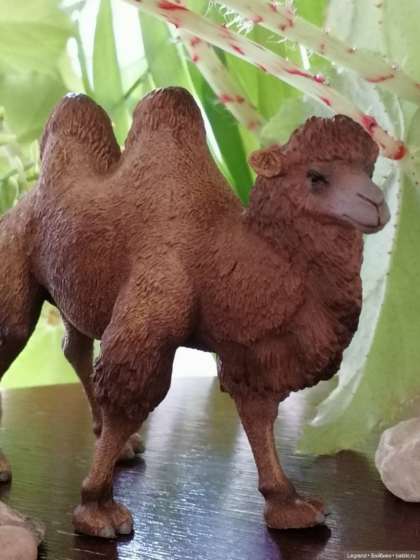 Верблюд в Лурении, или Жасмин и Кираз