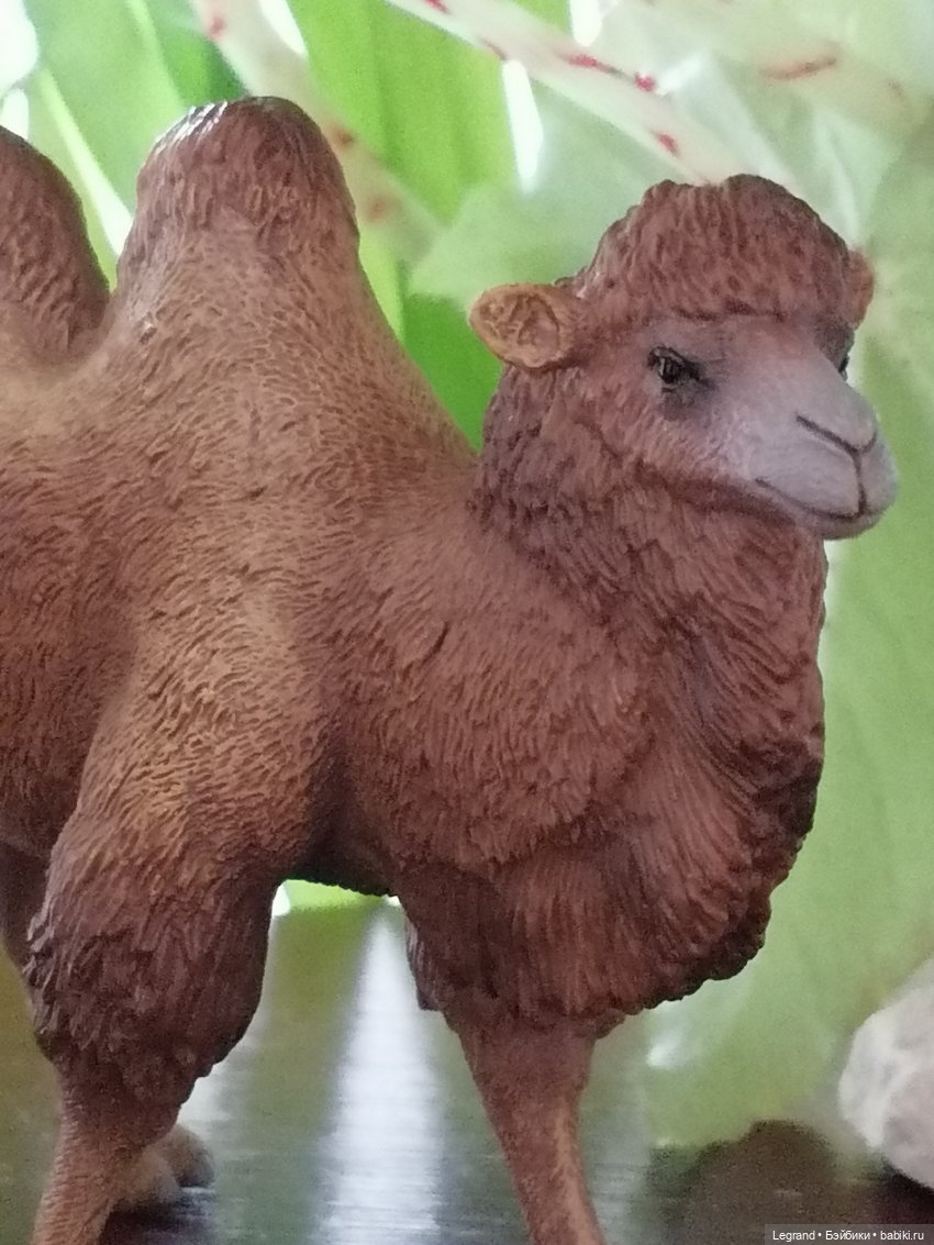 Верблюд в Лурении, или Жасмин и Кираз (фото 9)