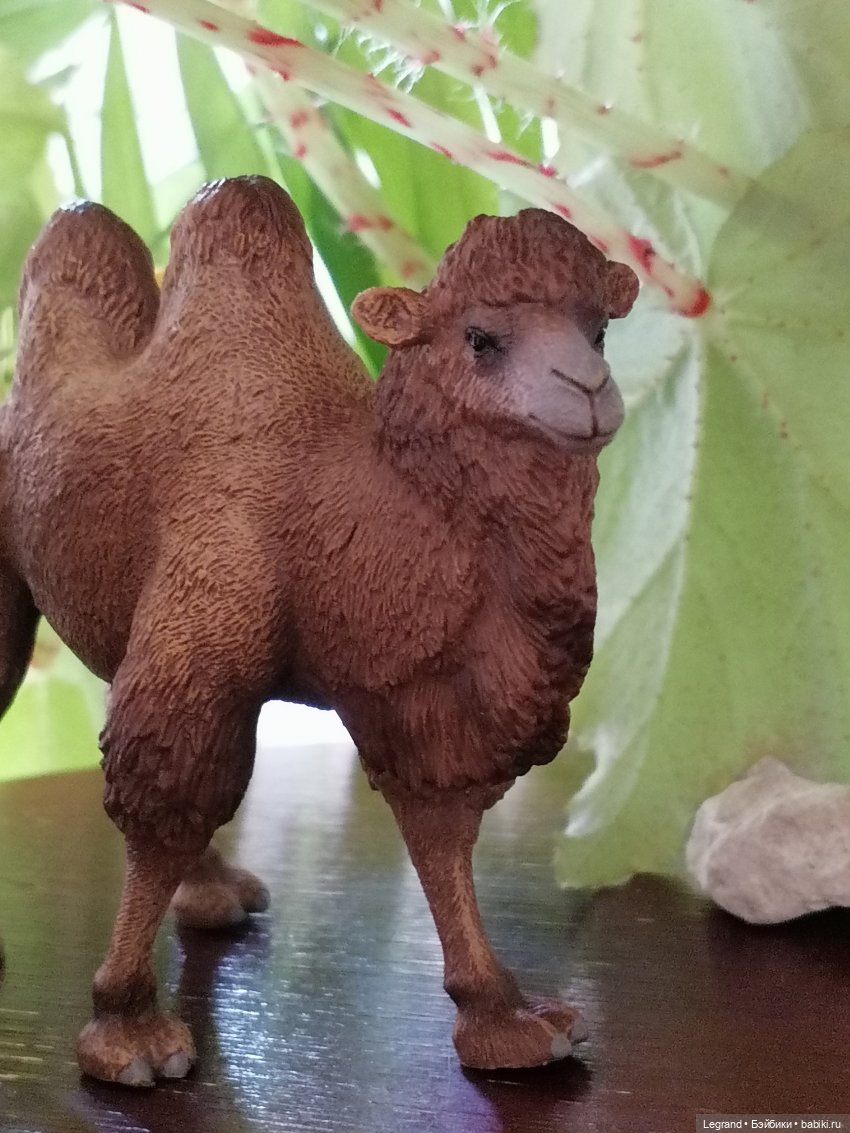 Верблюд в Лурении, или Жасмин и Кираз (фото 10)