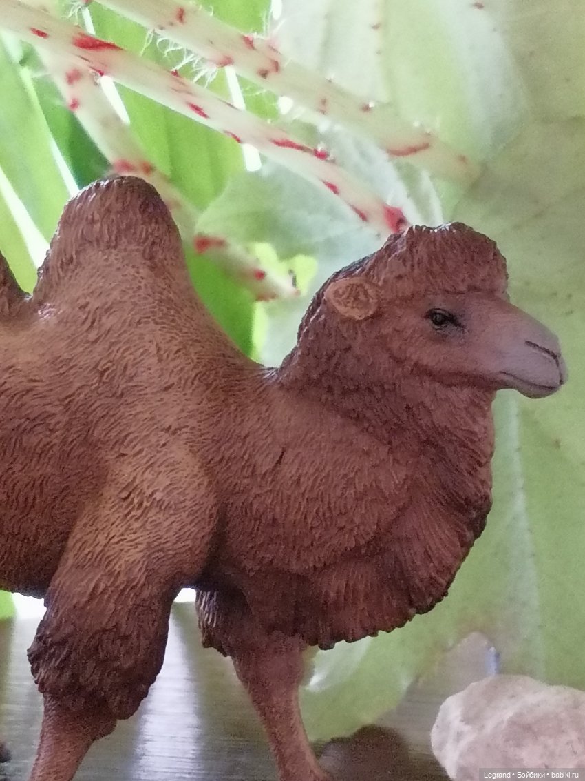 Верблюд в Лурении, или Жасмин и Кираз