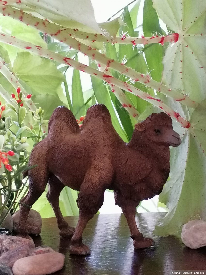 Верблюд в Лурении, или Жасмин и Кираз