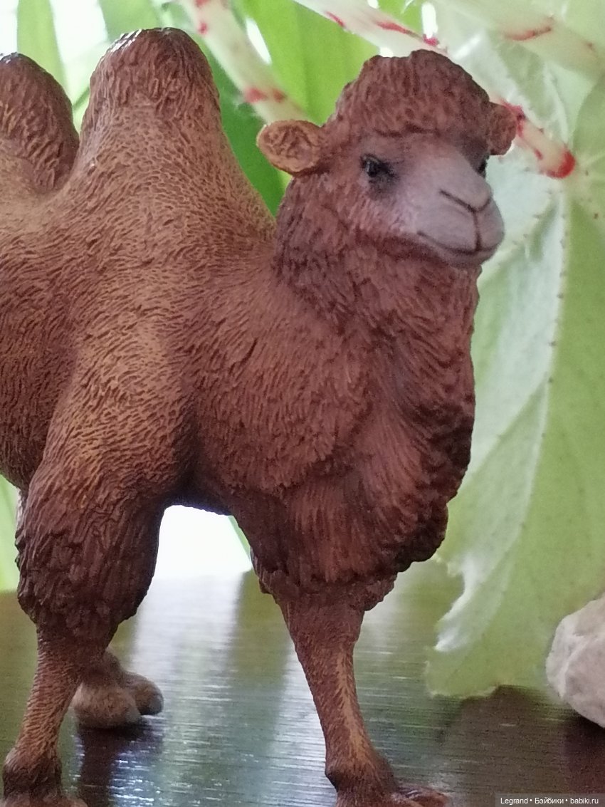 Верблюд в Лурении, или Жасмин и Кираз