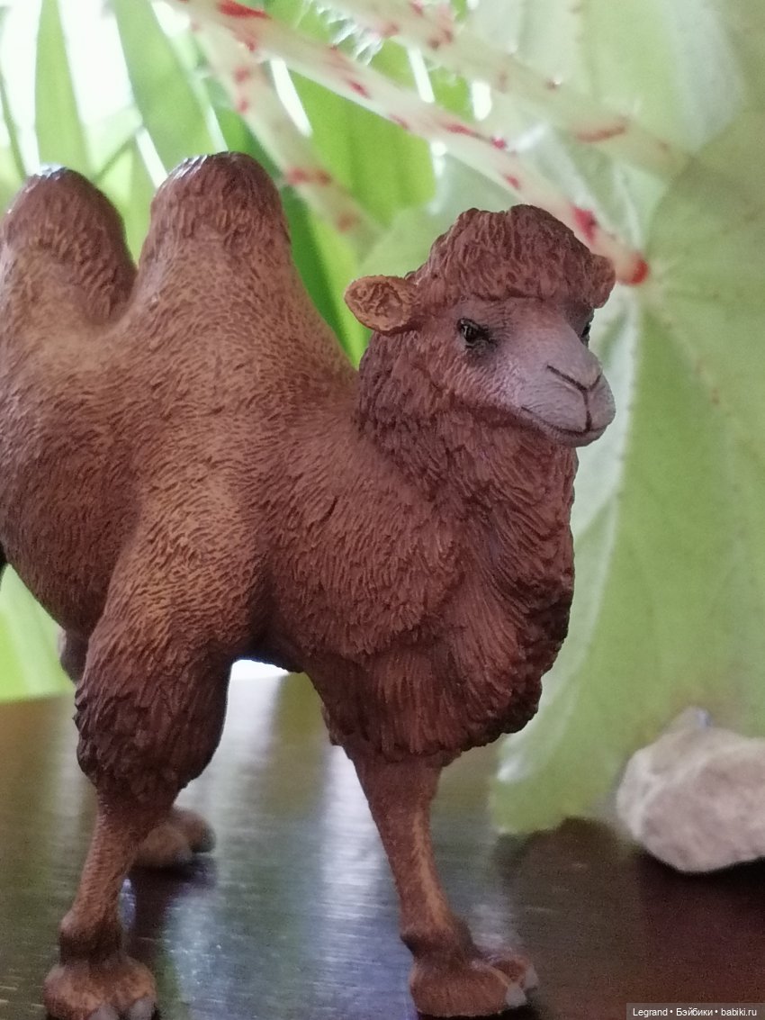 Верблюд в Лурении, или Жасмин и Кираз (фото 7)