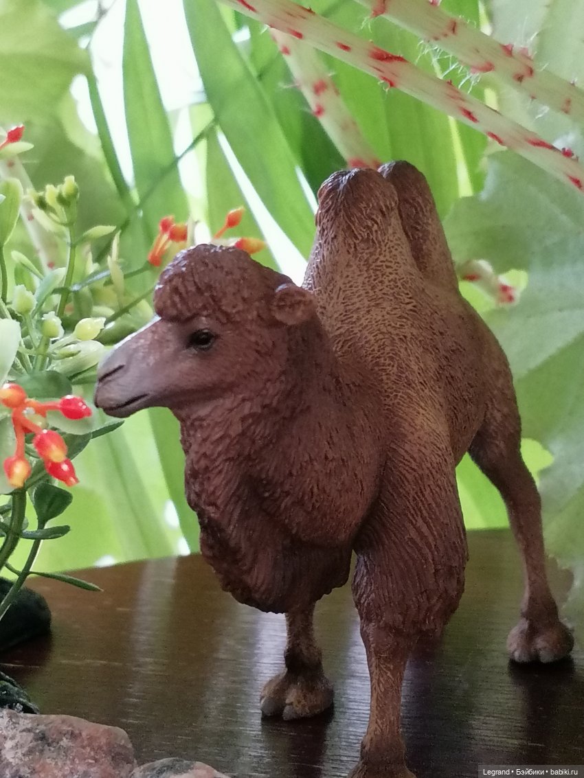 Верблюд в Лурении, или Жасмин и Кираз