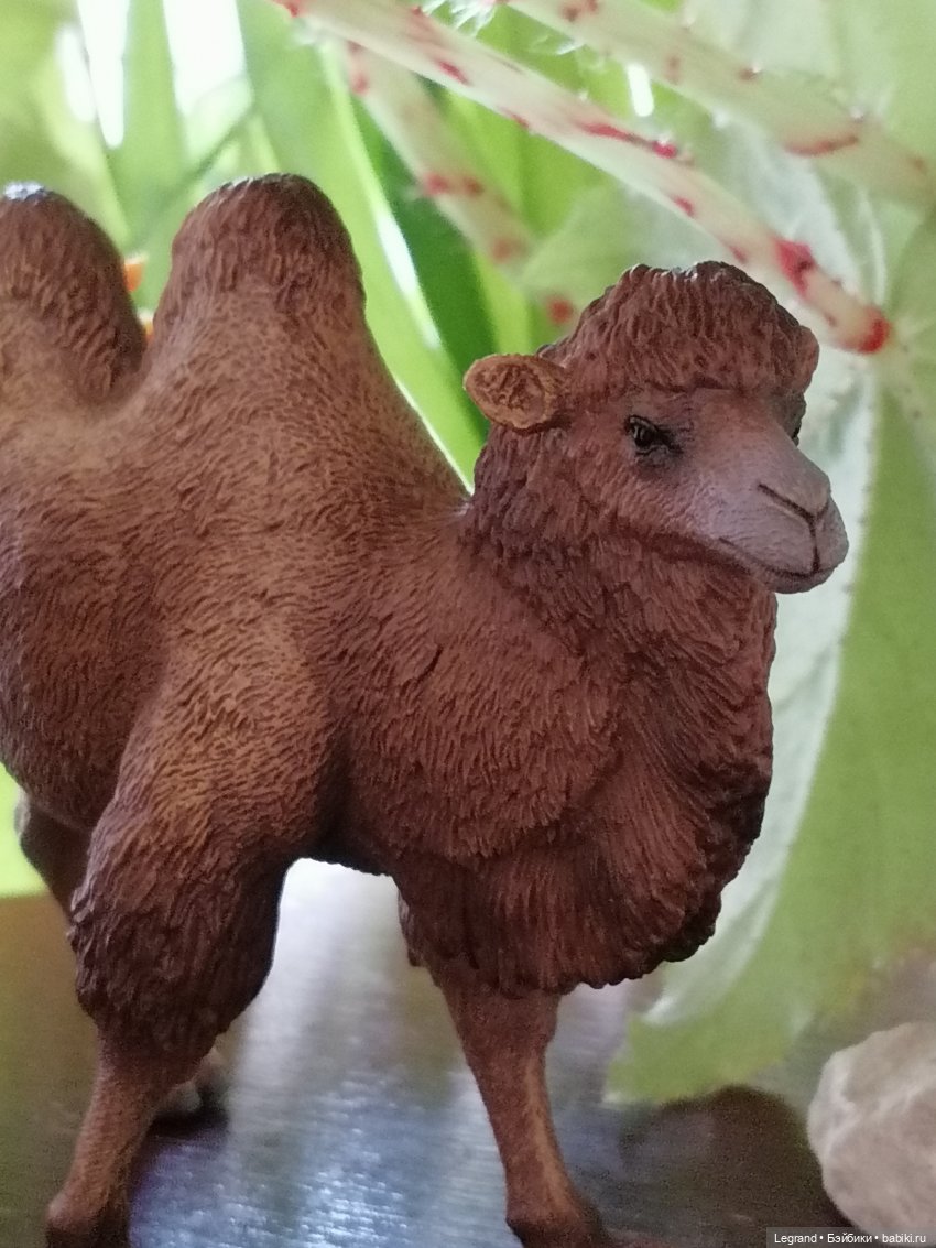 Верблюд в Лурении, или Жасмин и Кираз