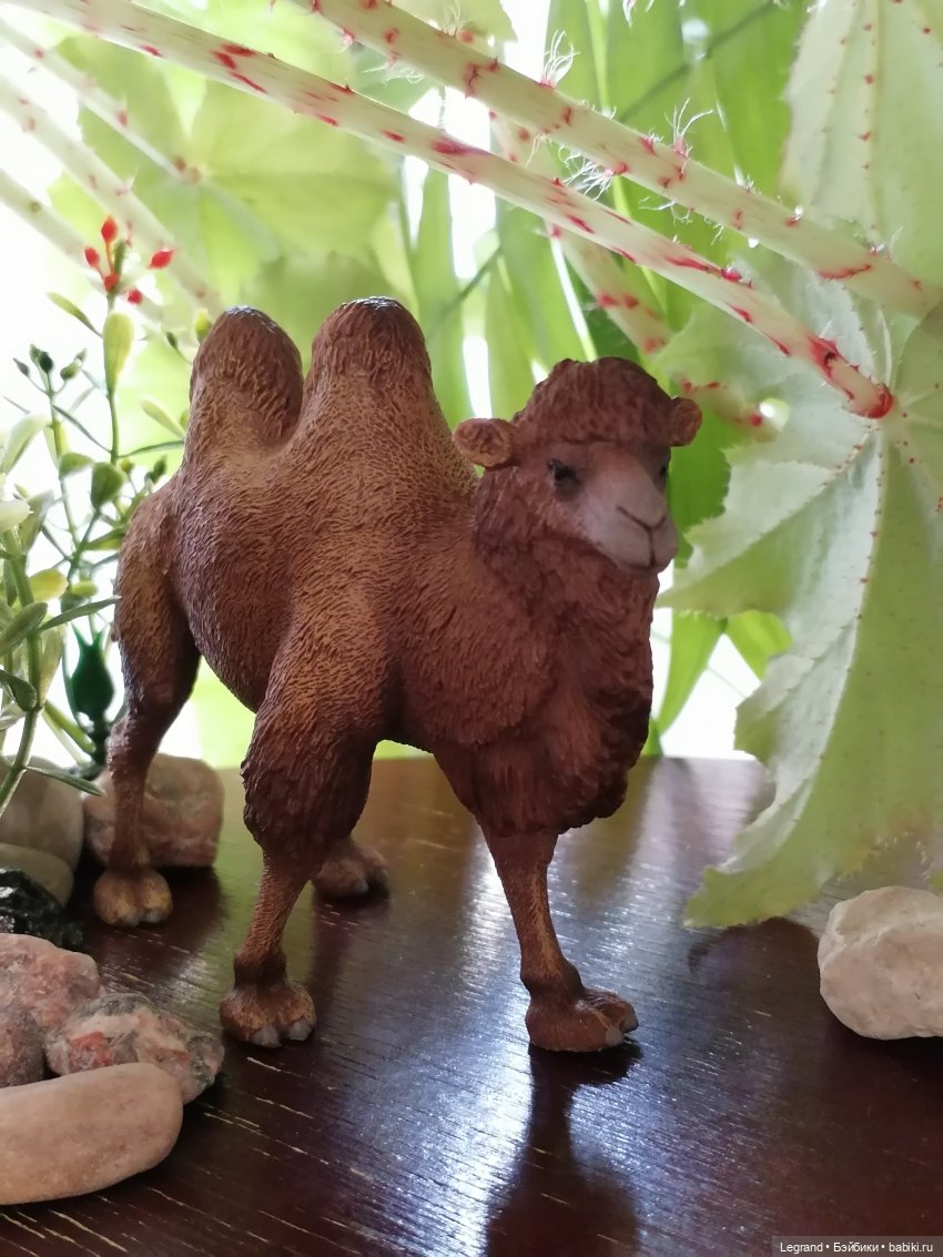 Верблюд в Лурении, или Жасмин и Кираз