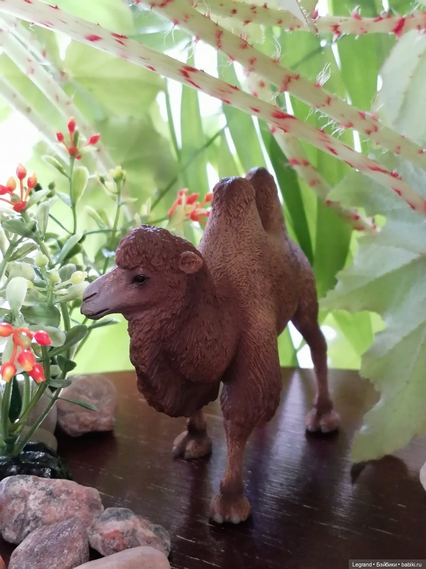 Верблюд в Лурении, или Жасмин и Кираз (фото 5)