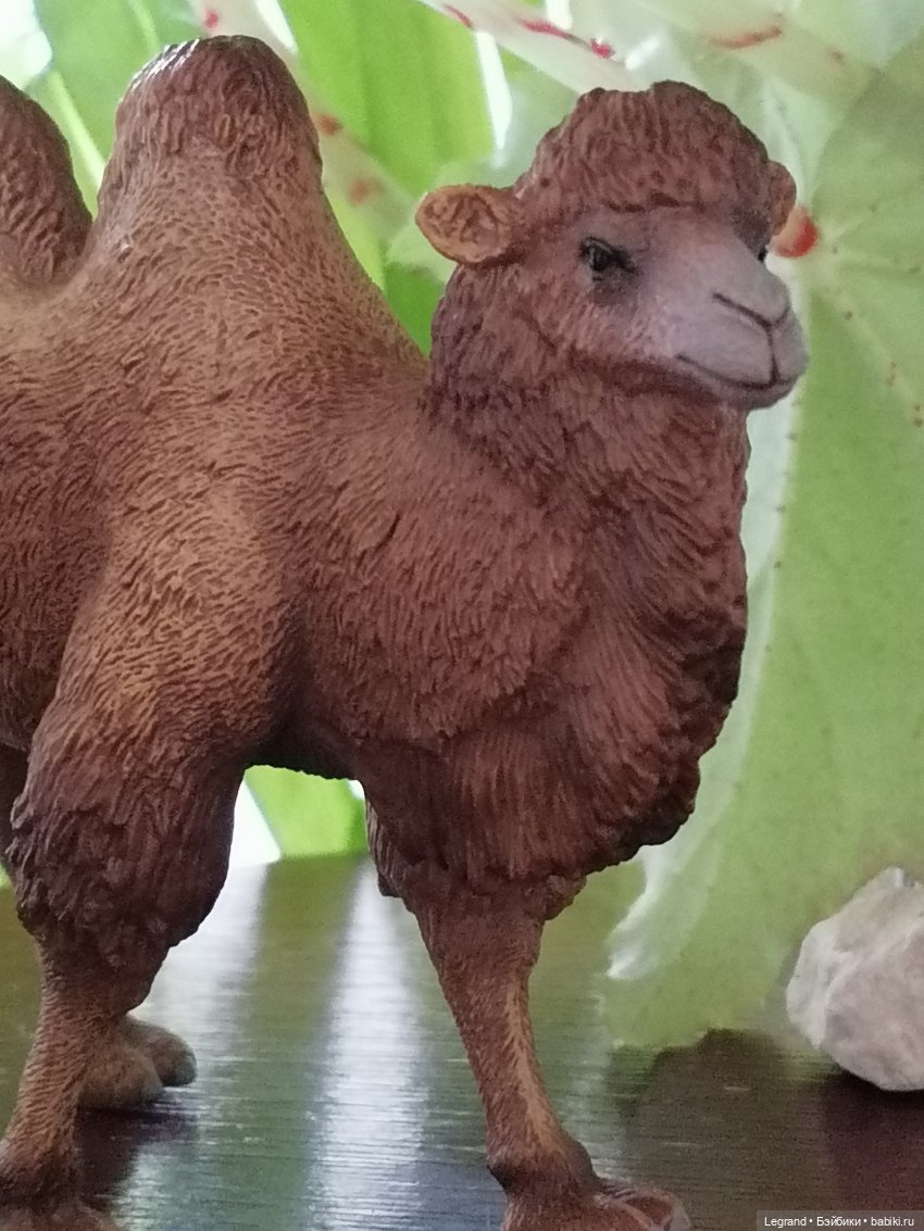 Верблюд в Лурении, или Жасмин и Кираз (фото 8)