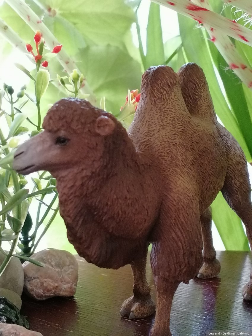 Верблюд в Лурении, или Жасмин и Кираз (фото 6)