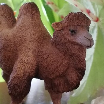 Верблюд в Лурении, или Жасмин и Кираз