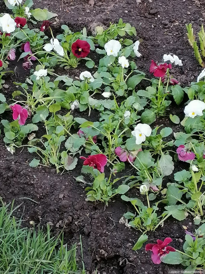 Санкт-Петербург: в Таврическом саду с Джаном (фото 6)