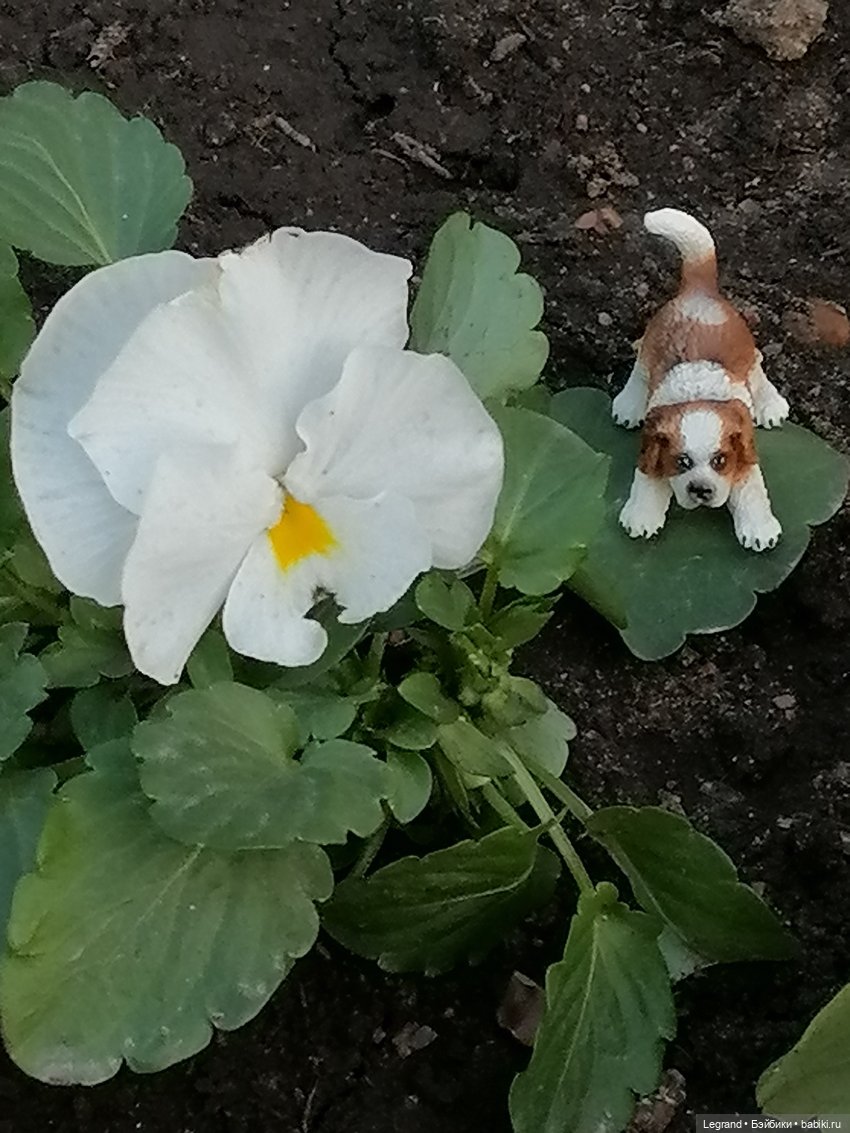 Санкт-Петербург: в Таврическом саду с Джаном (фото 2)