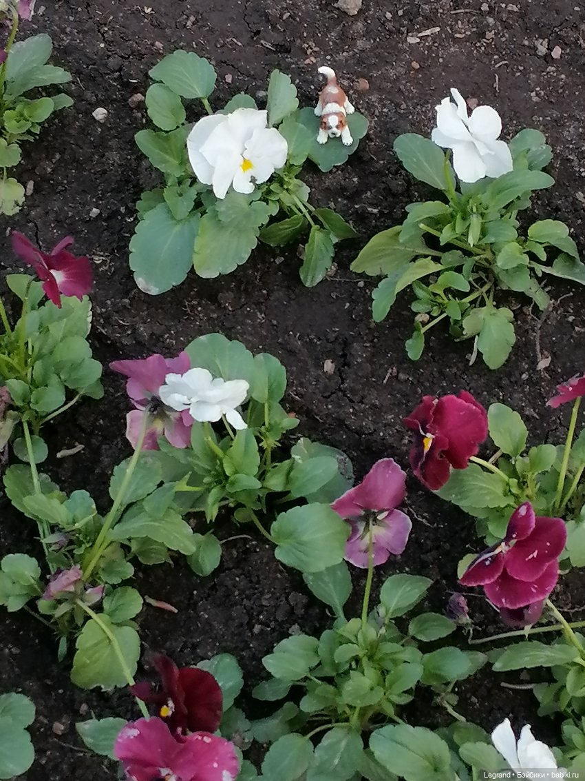 Санкт-Петербург: в Таврическом саду с Джаном (фото 4)