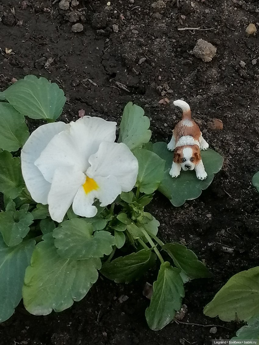 Санкт-Петербург: в Таврическом саду с Джаном (фото 3)