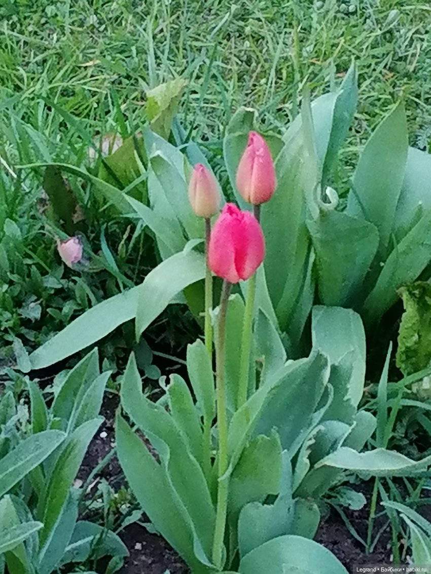 Санкт-Петербург: в Таврическом саду с Джаном