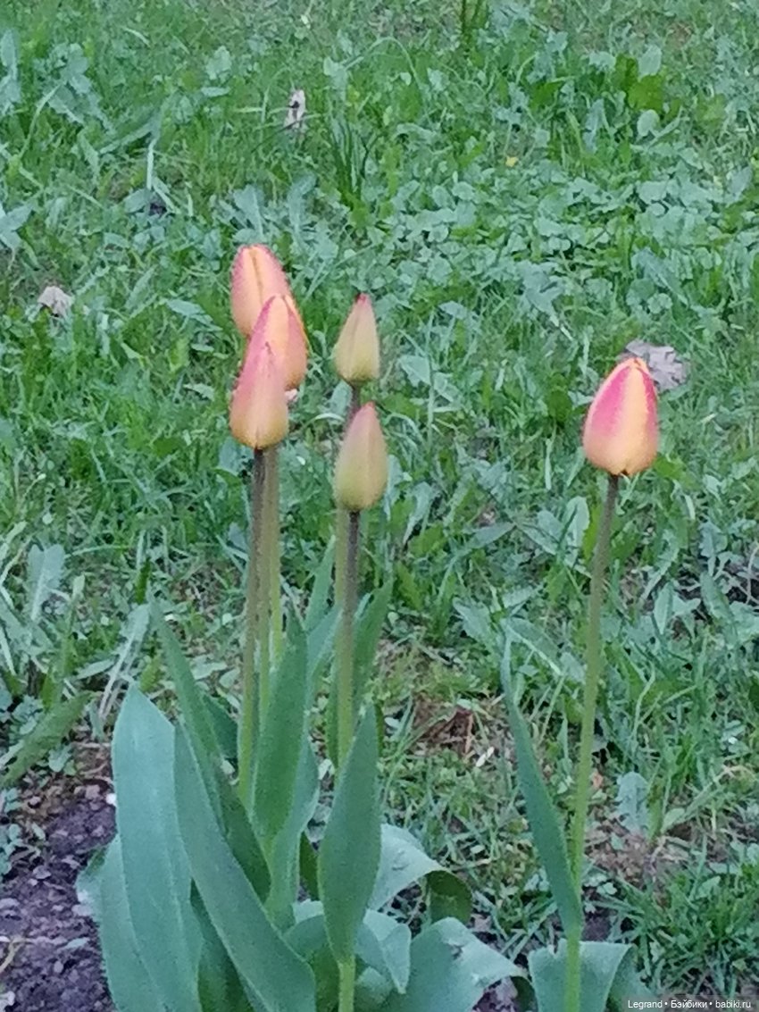 Санкт-Петербург: в Таврическом саду с Джаном