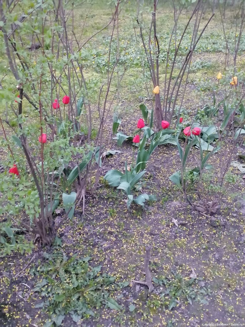 Санкт-Петербург: в Таврическом саду с Джаном