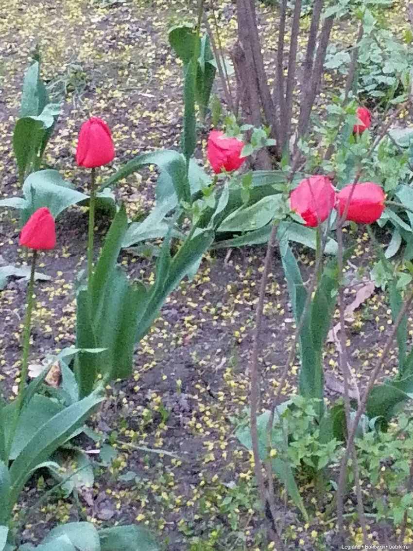 Санкт-Петербург: в Таврическом саду с Джаном