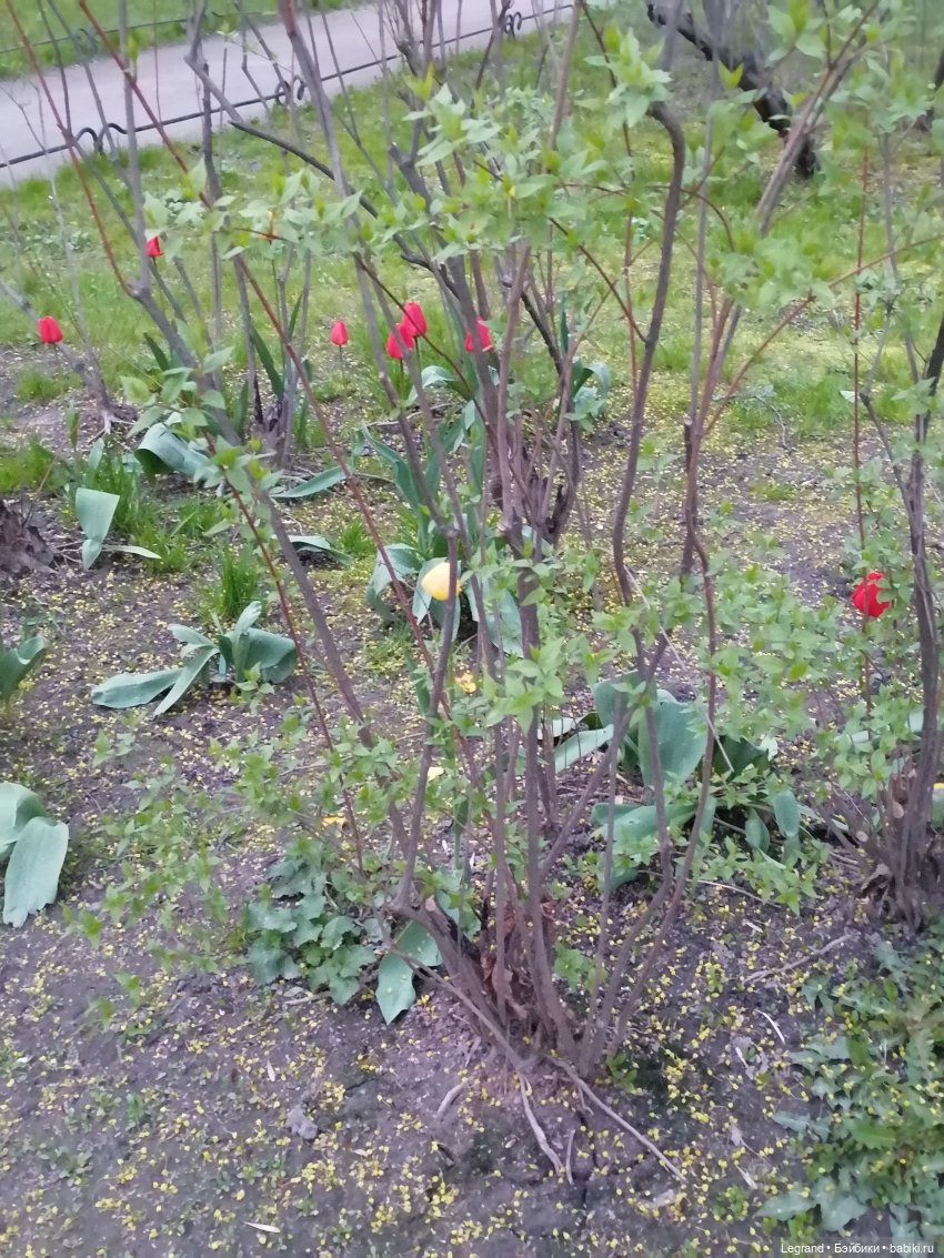 Санкт-Петербург: в Таврическом саду с Джаном