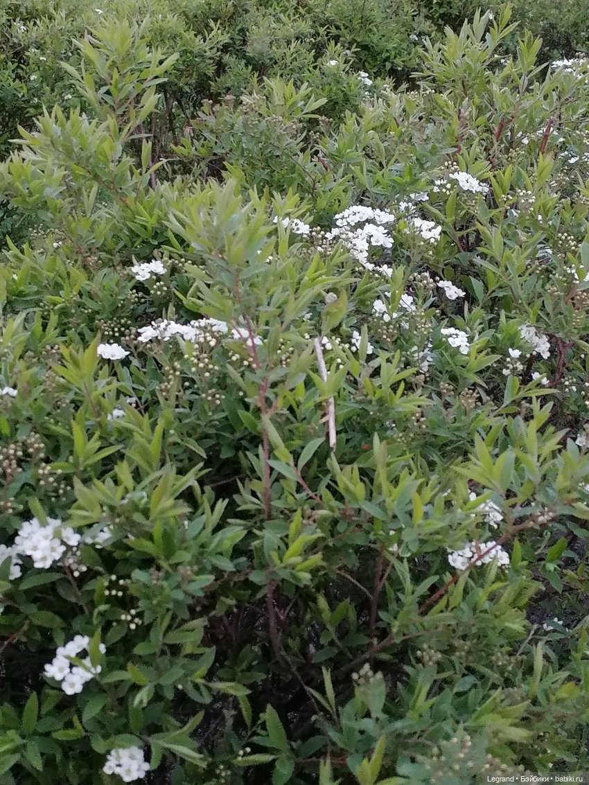 Санкт-Петербург: в Таврическом саду с Джаном