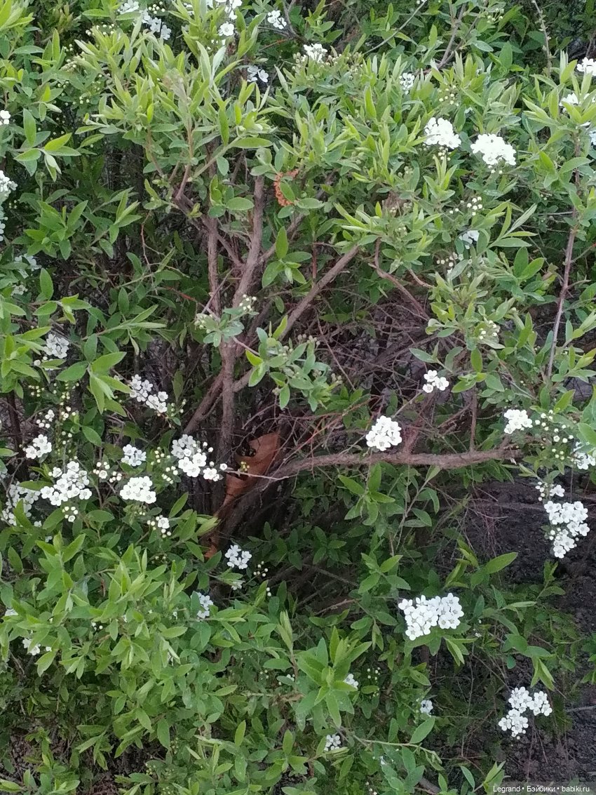 Санкт-Петербург: в Таврическом саду с Джаном