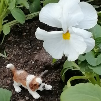 Санкт-Петербург: в Таврическом саду с Джаном