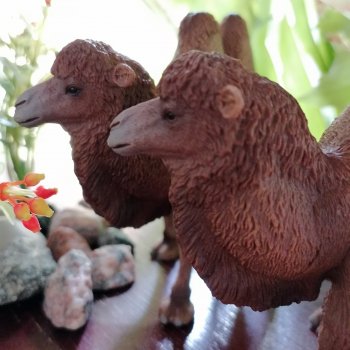 Верблюды в Лурении