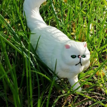 Кошка Шекер на прогулке