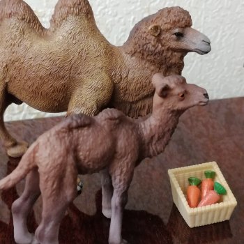 Лурения: нашествие верблюдов