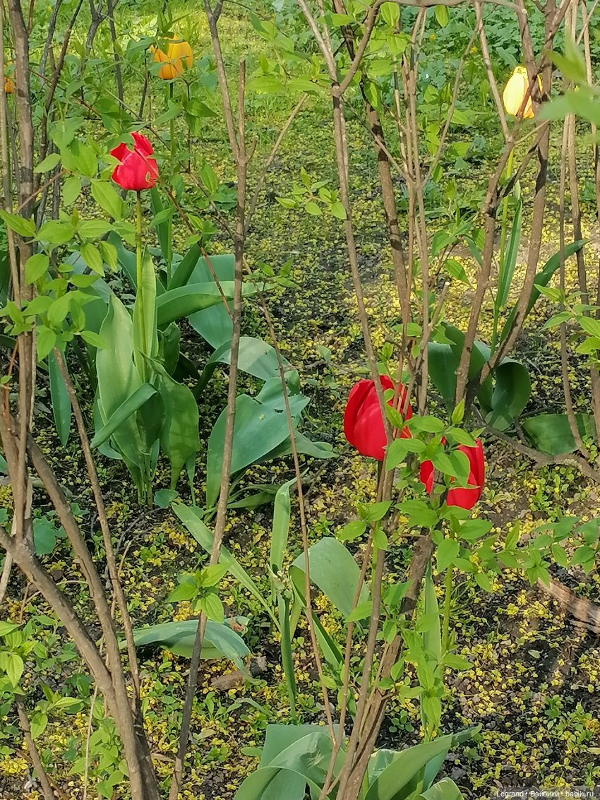 Лурения - Петербург: Берен на прогулке