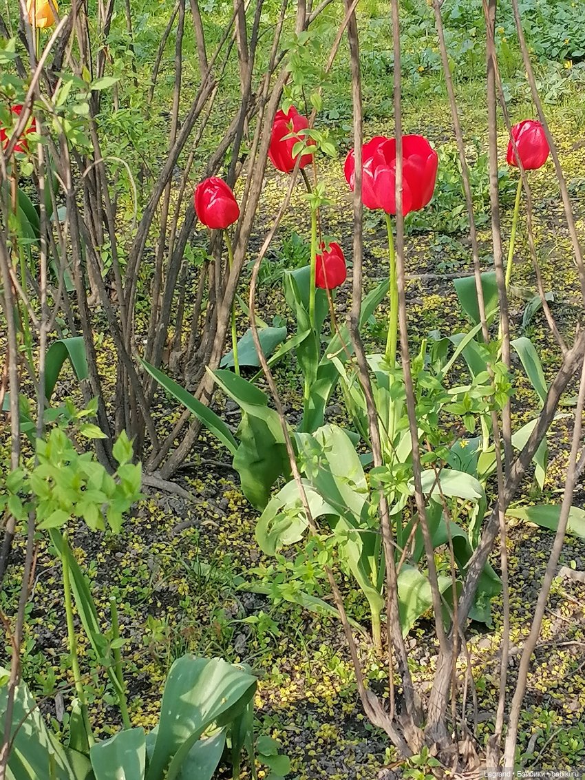 Лурения - Петербург: Берен на прогулке