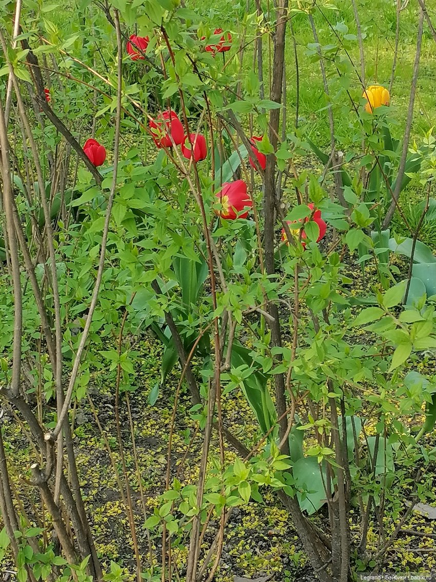 Лурения - Петербург: Берен на прогулке
