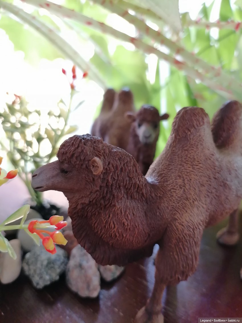 Лурения - Петербург: Берен на прогулке