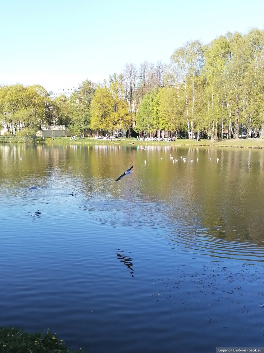 Лурения - Петербург: Берен на прогулке