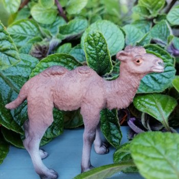 Верблюжонок Марракеш на прогулке