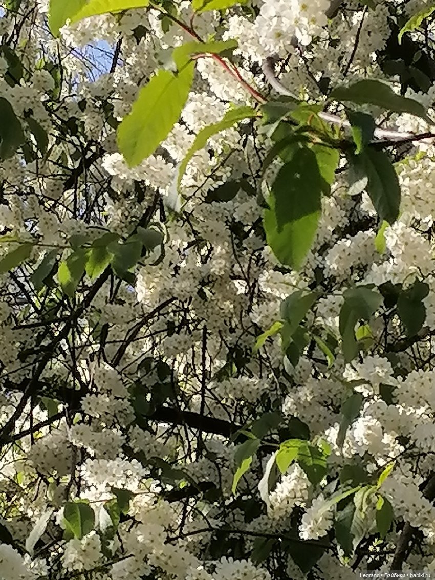 Берен и цветение черёмухи
