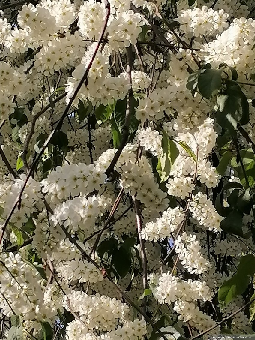 Берен и цветение черёмухи