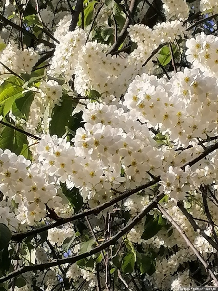 Берен и цветение черёмухи