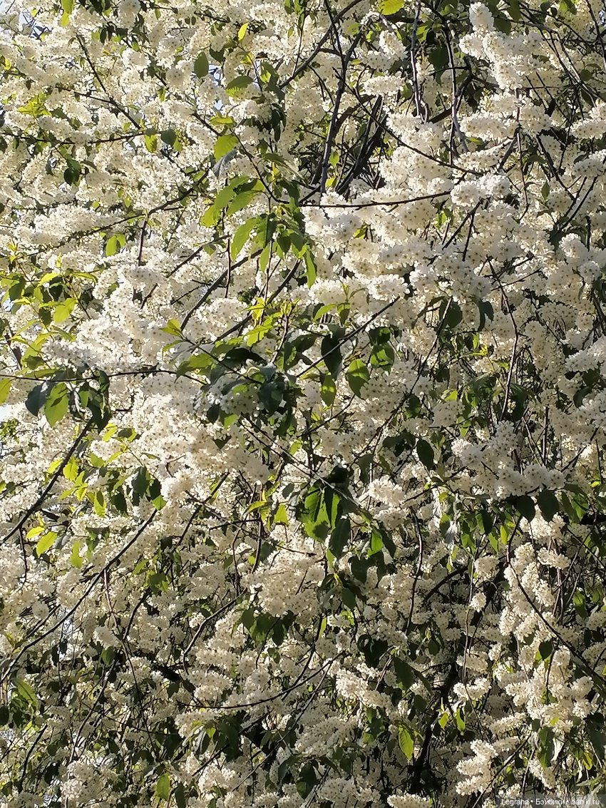 Берен и цветение черёмухи