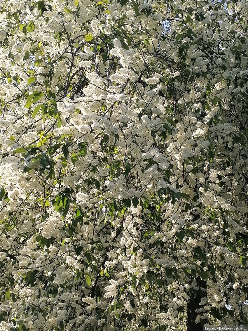 Берен и цветение черёмухи