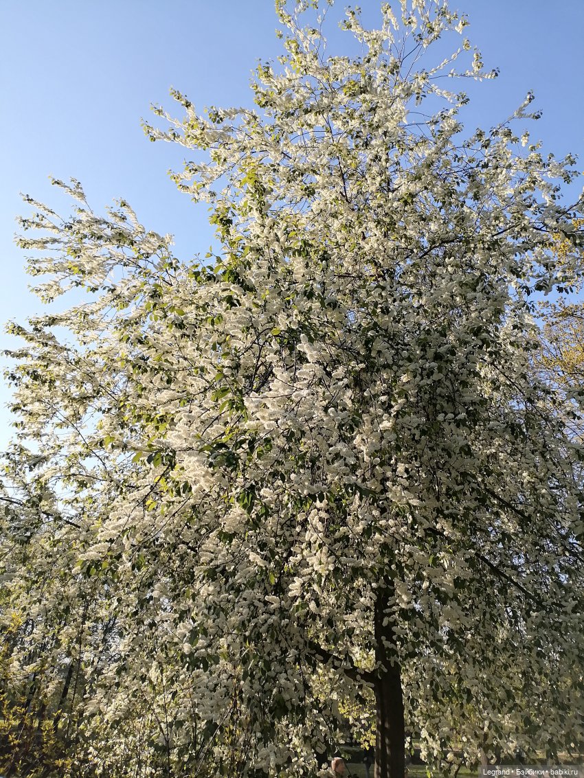 Берен и цветение черёмухи