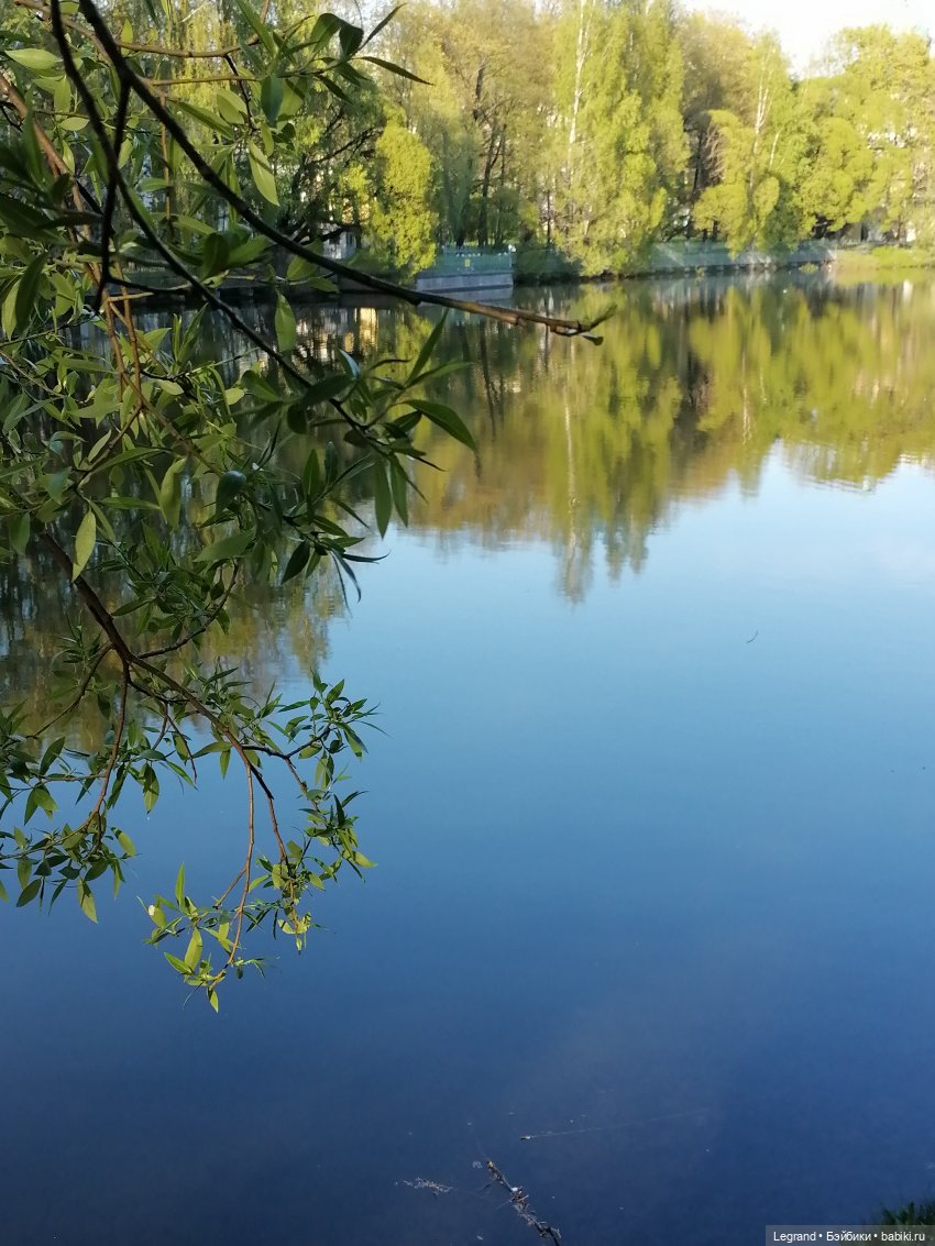 Берен и собачки в Таврическом саду
