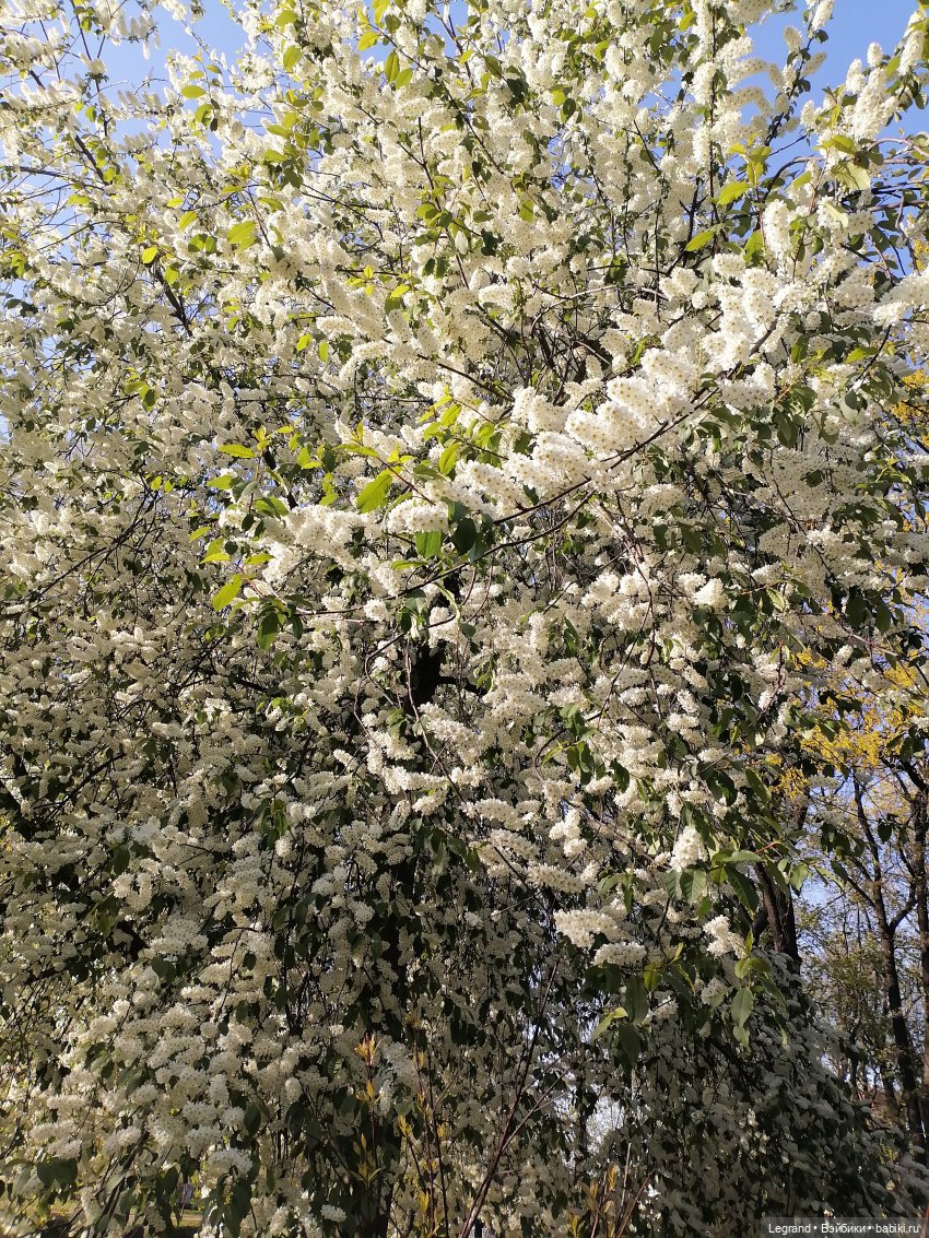 Берен и цветение черёмухи