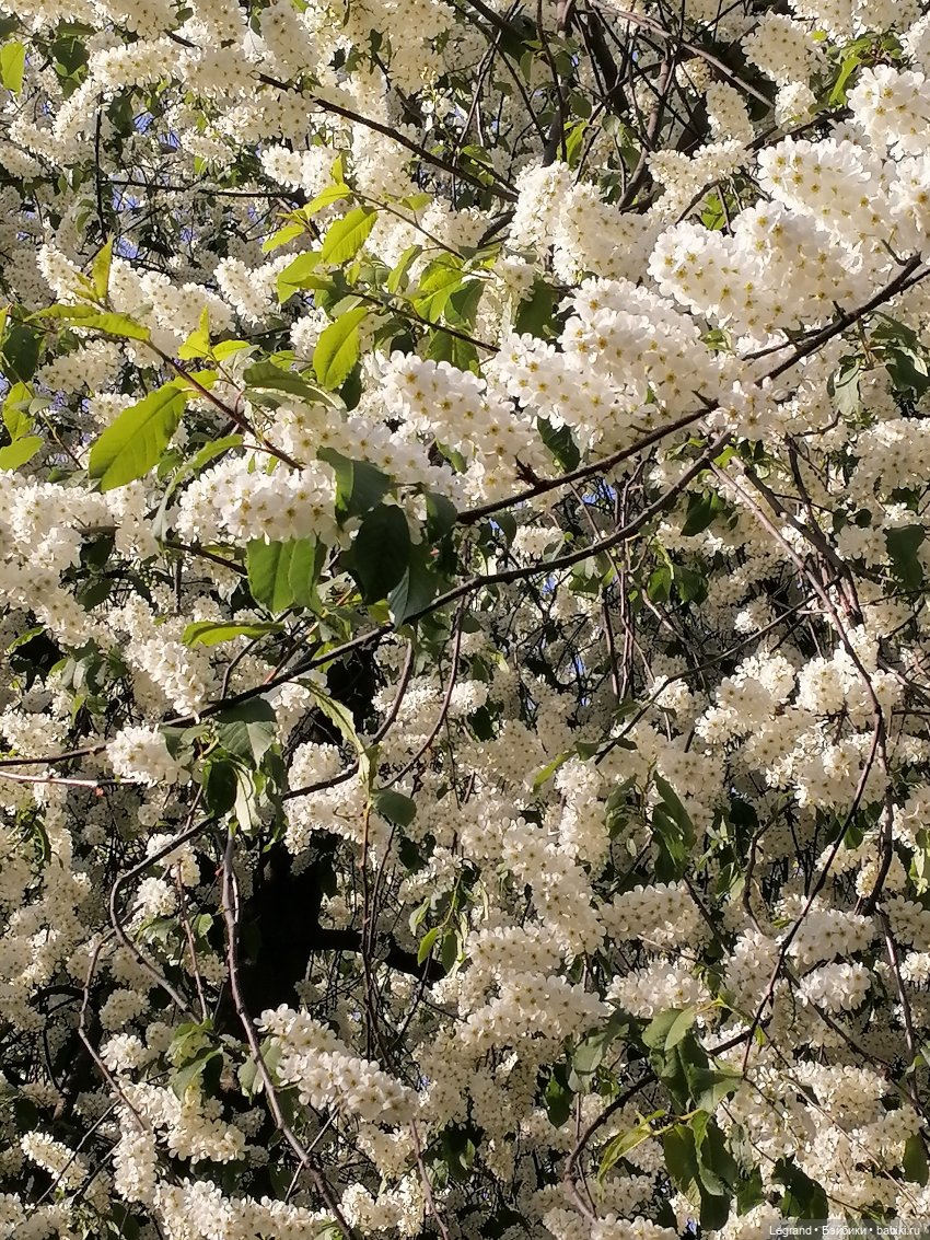 Берен и цветение черёмухи