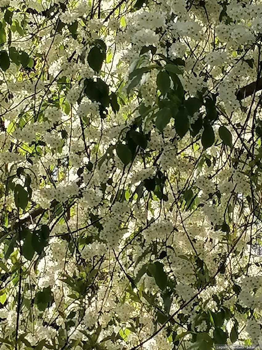 Берен и цветение черёмухи