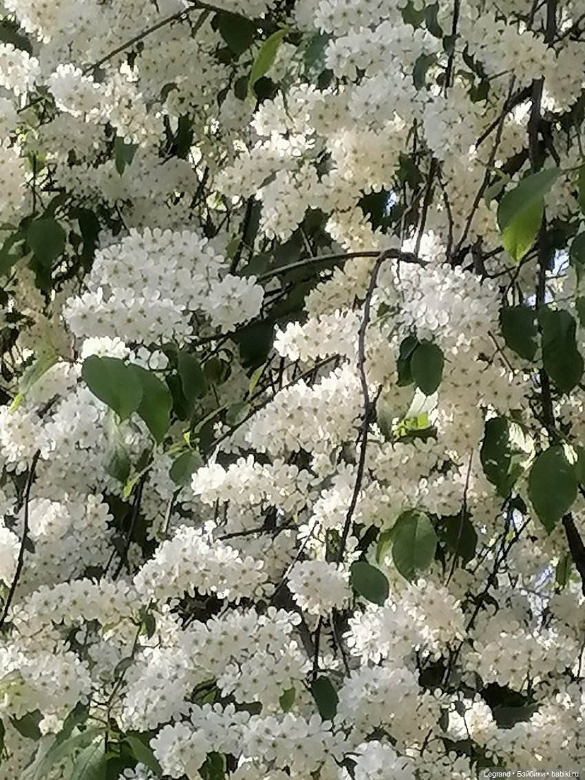 Берен и цветение черёмухи